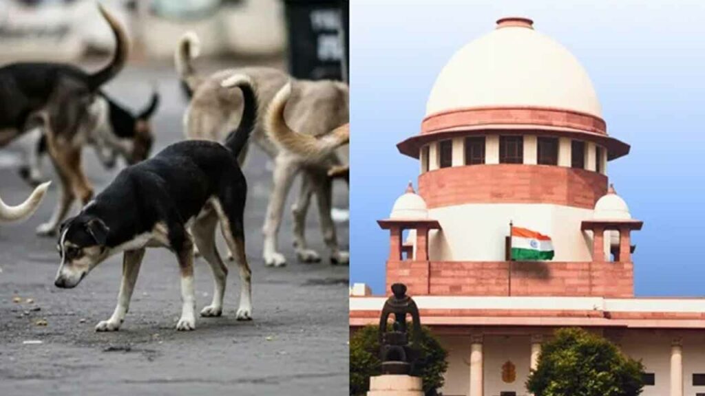 Severe criticism over the verdict on the removal of stray dogs.. CJI says he will review the Supreme Court verdict.