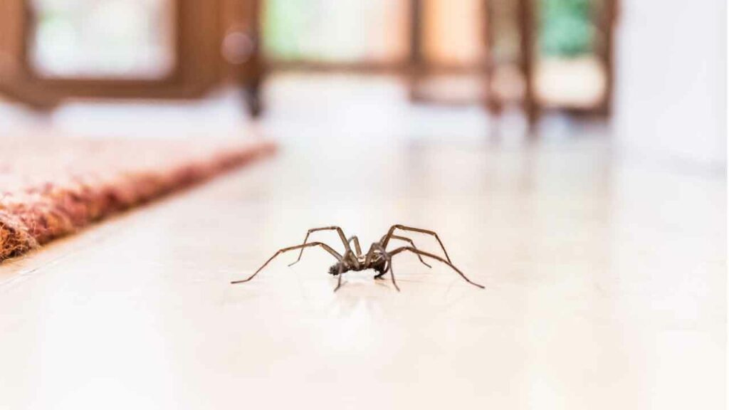 Spiders In Home