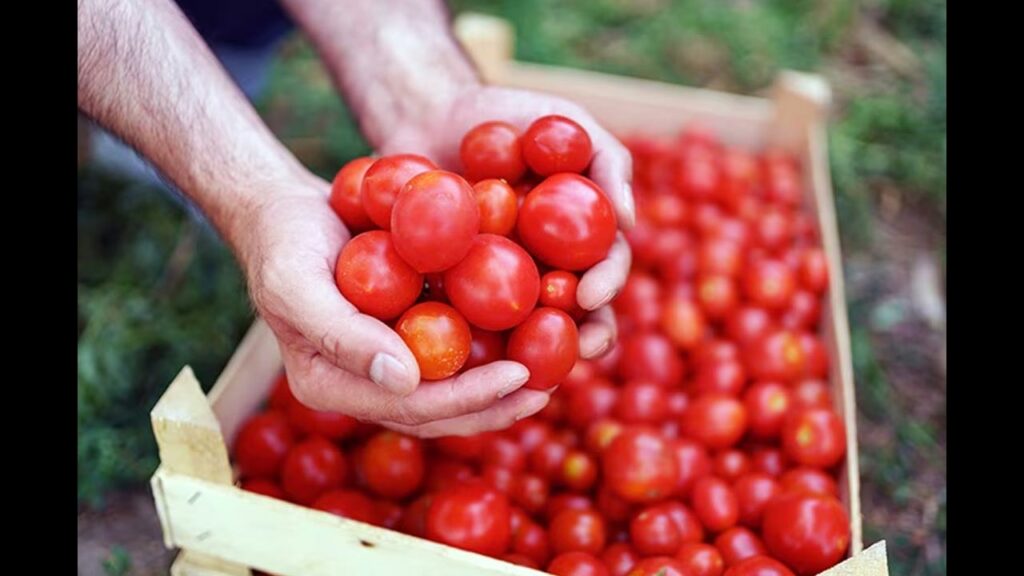 Tomato Price